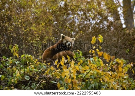The adorable and cute Red Panda. Beautiful funny animal. Stock photo.