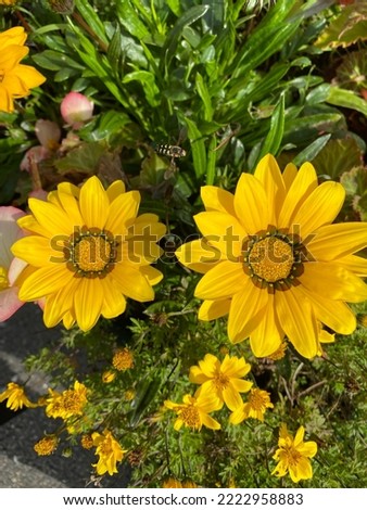 Yellow Gazania Flowers, African Daisies with a bee hovering close by
