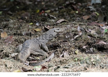 Clouded monitor lizard sifting through leaf litter