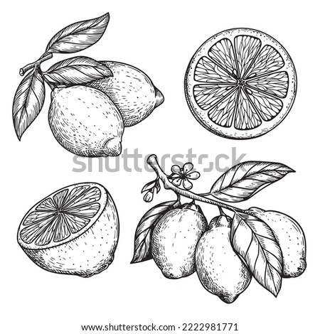 Hand drawn sketch style lemons set. Whole and sliced citrus fruit. Best for package and menu designs. Vector illustrations. Royalty-Free Stock Photo #2222981771