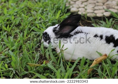 rabbit on green grass, asia