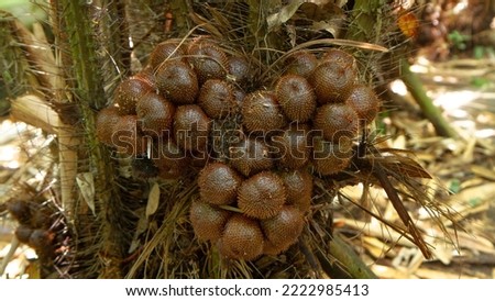 Ripen Salak, Zalacca or snake skin fruit on its tree branch