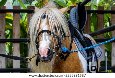 cute ponies provided at a children's horse training center