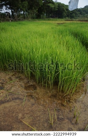 rice field in north INDONESIA, nature food landscape background
