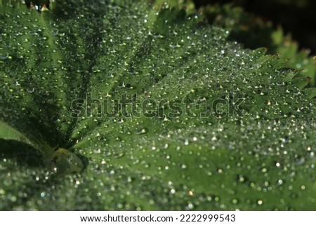 Close up nature background of fresh water droplets on a broad green leaf (Lady's Mantle)