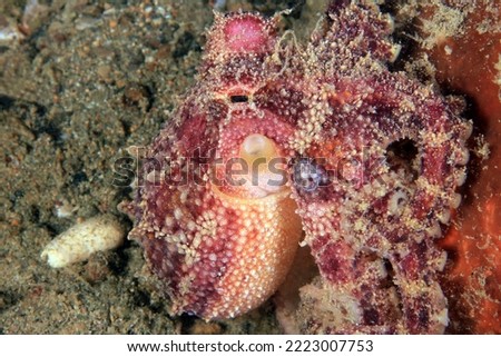 Poison Ocellate Octopus (Amphioctopus mototi, aka Mototi octopus, Occelated Blue-ringed Octopus). Anilao, Philippines