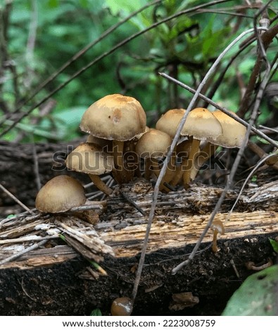 picture of a bunch of mushrooms growing on a log