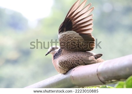 Spotted Dove on a garden railing