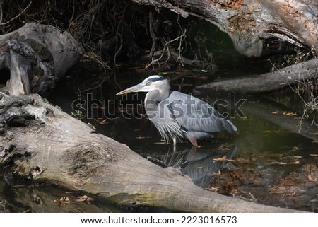 A grey heron along a NJ canal 