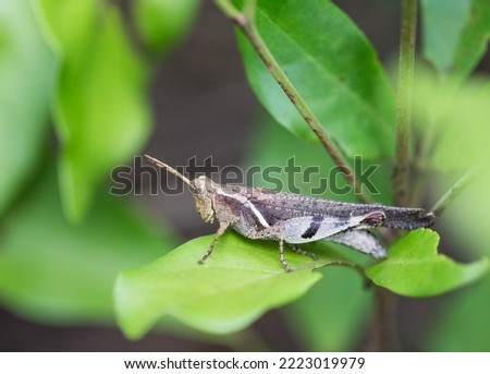 Grasshopper perched on a leaf. Macro photography. Natural light and background.