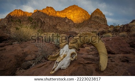 Bighorn Sheep Skull With Horns (Male Ram) in Desert Landscape At Sunset Royalty-Free Stock Photo #2223023817