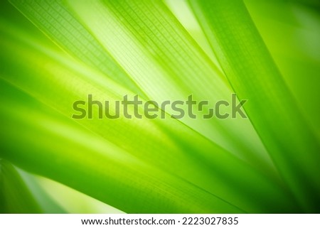 Macro photography of green leaf texture. Natural green plant with sunlight for nature background and ecology cover page or greenery wallpaper.