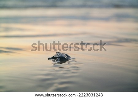 A baby turtle, just hatched, moving towards the sea at the beach, Cyprus