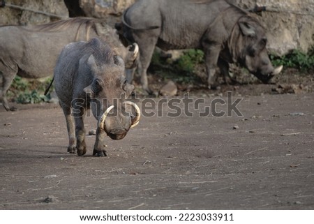 Closeup shot of a common warthog. High quality photo