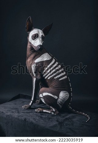 Mexican Hairless dog with skeleton art at Halloween 