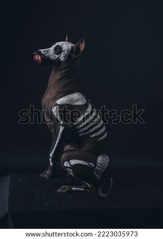 Mexican Hairless dog with skeleton art at Halloween 