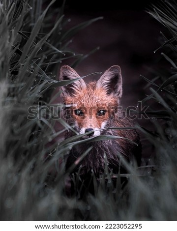 Young Fox Hunt Jungle Ears