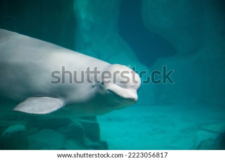 White Beluga Whale. High quality photo Royalty-Free Stock Photo #2223056817