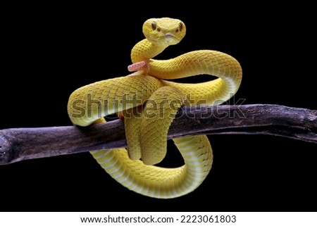 Yellow viper snake isolated on black background, Yellow White-lipped Pit Viper (Trimeresurus insularis)