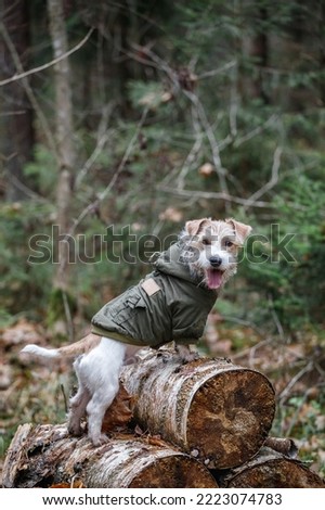 A wire-haired Jack Russell Terrier with a beard in a khaki jacket stands on logs in the forest. Military dog concept. Blurred background for the inscription.