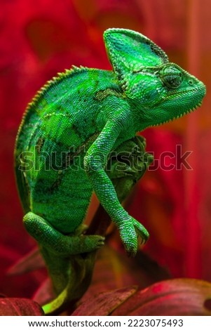 The green chameleon Chamaeleonidae is a family of lizards that can change body color. Bright portrait of an animal. Lizard.