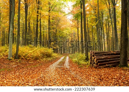 Pomerania, Poland/ Forest road in Autumn