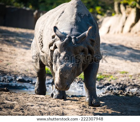 large rhino in the park