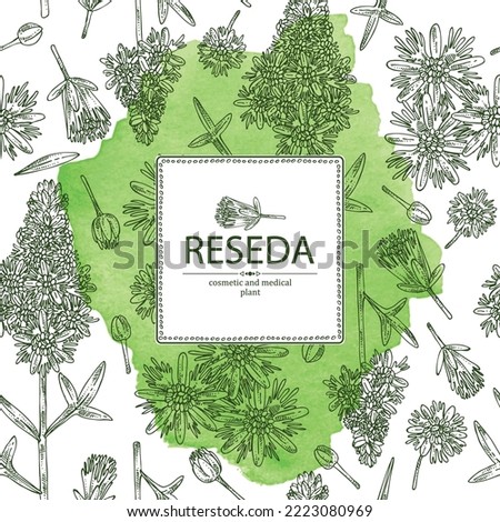 Watercolor background with reseda: reseda plant, leaves and  reseda flowers. Reseda odorata. Cosmetic, perfumery and medical plant. Vector hand drawn illustration
