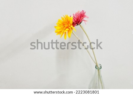 Yellow Gerbera daisies and bright pink Gerbera daisies  in transparent glass bottle with their shadow