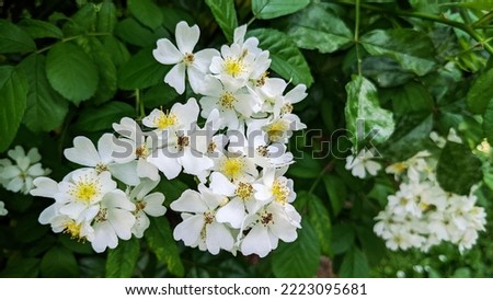 Tender little white flowers of multiflora rose or baby rose or Japanese rose or many-flowered rose (Rosa multiflora) Royalty-Free Stock Photo #2223095681