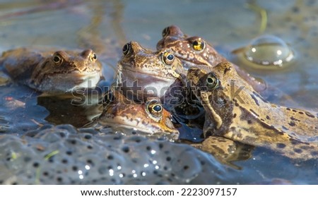 European Common brown Frogs in latin Rana temporaria with eggs Royalty-Free Stock Photo #2223097157