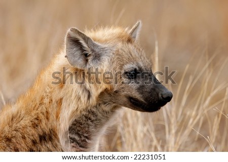 Portrait of a spotted hyena (Crocuta crocuta), Kruger National Park, South Africa