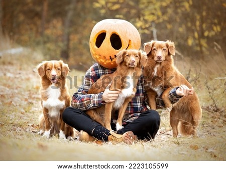 Three dogs posing with pumpkin scarecrow in october, autumn, halloween picture