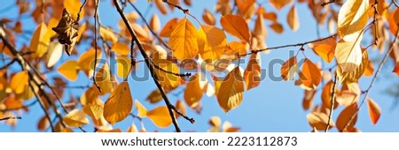 Autumn foliage on the trees against the blue sky. Autumn time, nature, moods.