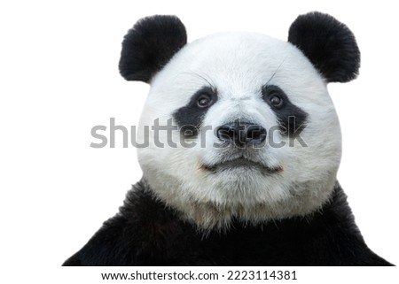 panda bear looking straight at the camera