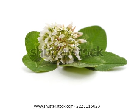 Clover blossom with leaves isolated on white background.