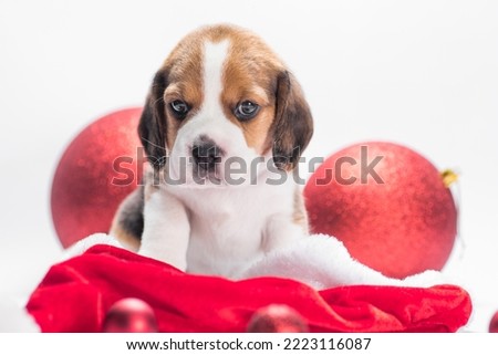 beagle puppy in Santa hat is sitting near two Christmas balls on a white background