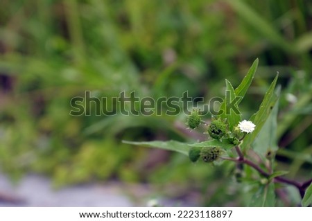 Shrubs, weeds, grasses of trees with flowers share flowers and small plants.