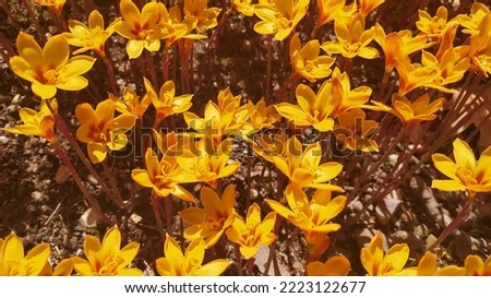 a lot of yellow flowers