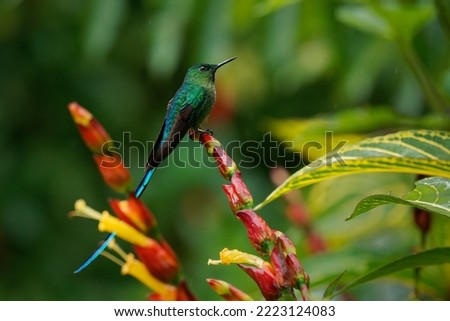 Long-tailed Sylph - Aglaiocercus kingii hummingbird in coquettes, tribe Lesbiini subfamily Lesbiinae, found in Bolivia, Colombia, Ecuador, Peru, Venezuela. Very long blue and green tail bird in flight