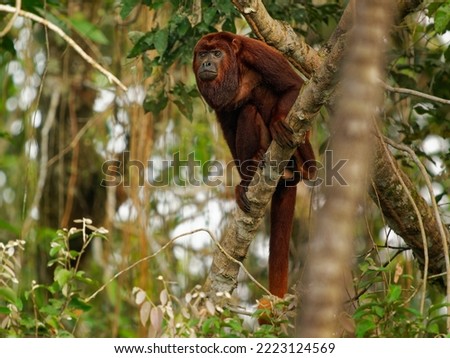 Colombian or Venezuelan red howler - Alouatta seniculus, South American species of monkey found in western Amazon Basin in Venezuela, Colombia, Ecuador, Peru, Brazil, in Bolivia Bolivian red howler. Royalty-Free Stock Photo #2223124569
