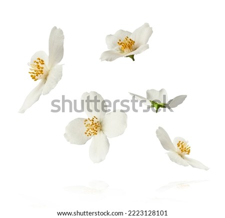 Jasmine bloom. A beautifull white flower of Jasmine falling in the air isolated on white background. Levitation or zero gravity concept. High resolution image. Royalty-Free Stock Photo #2223128101