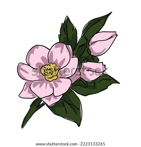 large pink flowers with green leaves. cartoon sketch on a white background