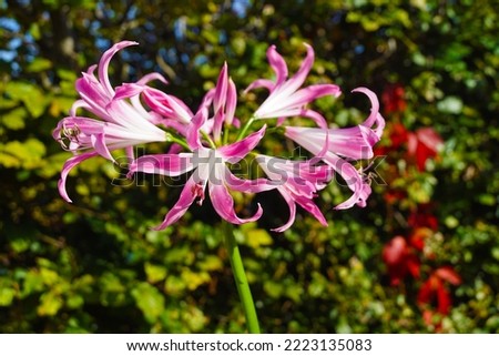 macro closeup of pink purple umbrella flowers with frilly petals of Nerine bowdenii bulb plant from Amaryllis family against green garden background