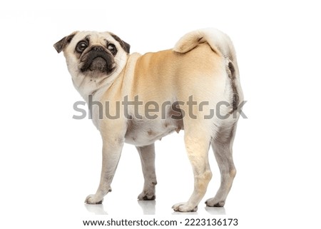full body picture of a cute pug dog showing his buttocks and looking back over his shoulder while standing against white studio background