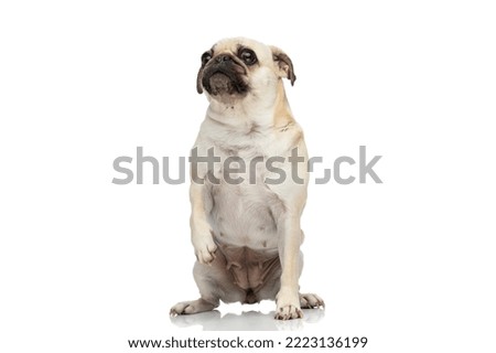 full body picture a cute pug dog standing on Hind legs and looking At the camera against white studio background