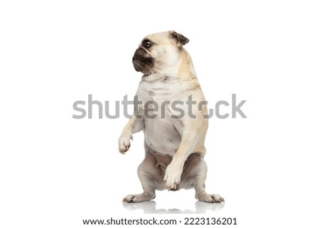 full body picture a cute pug dog standing on Hind legs and looking to the side against white studio background