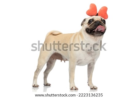 Full body picture of a beautiful pug dog licking his mouth while wearing a butterfly hairband and standing against white background