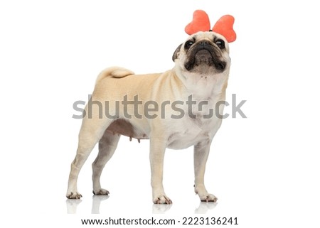 Full body picture of a little pug dog wearing a butterfly headband while looking up and standing against white background
