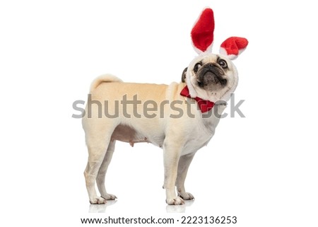 full body picture with side view of a  cute pug dog wearing bunny ears and bow tie and looking behind him